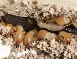 termites